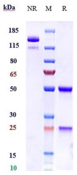 Invitrogen Batoclimab Recombinant Monoclonal Antibody 1 mg; Unconjugated:Antibodies,