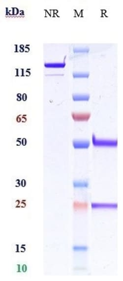 Invitrogen IFNA13 Biosimilar Recombinant Monoclonal Antibody:Antibodies:Primary