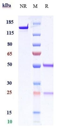Invitrogen Garivulimab Recombinant Monoclonal Antibody 100 &mu;g; Unconjugated:Antibodies,