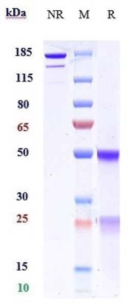 Invitrogen Manelimab Recombinant Monoclonal Antibody 100 &mu;g:Antikörper