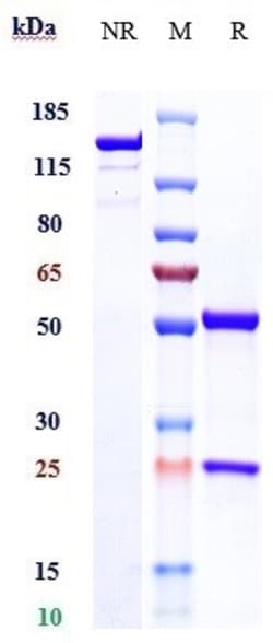Invitrogen Sudubrilimab Recombinant Monoclonal Antibody 1 mg; Unconjugated:Antibodies,