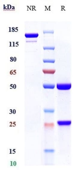 Invitrogen Sugemalimab Recombinant Monoclonal Antibody 100 &mu;g; Unconjugated:Antibodies,