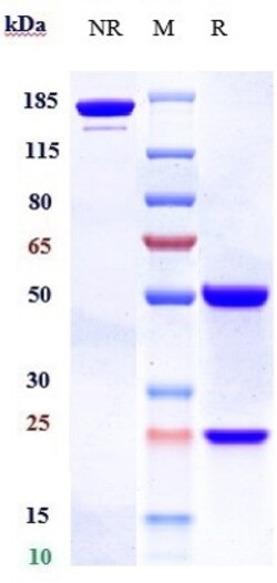 Invitrogen Alsevalimab Recombinant Monoclonal Antibody 1 mg; Unconjugated:Antibodies,
