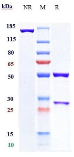 Invitrogen B7-H4 Biosimilar Recombinant Monoclonal Antibody:Antibodies:Primary