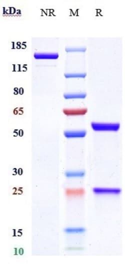 Invitrogen Blosozumab Recombinant Monoclonal Antibody 1 mg:Antibodies,