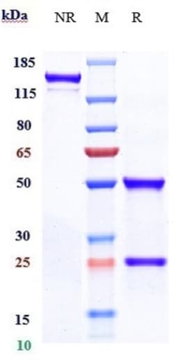 Invitrogen ABCB5 Biosimilar Recombinant Monoclonal Antibody 1 mg; Unconjugated:Antikörper