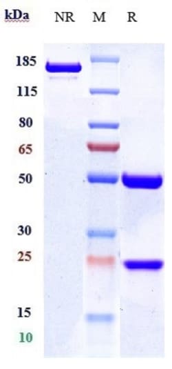 Invitrogen Nimacimab Recombinant Monoclonal Antibody 1 mg; Unconjugated:Antibodies,