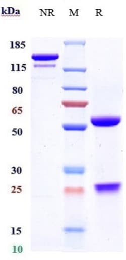 Invitrogen CCL5 (RANTES) Biosimilar Recombinant Monoclonal Antibody:Antikörper:Primärantikörper