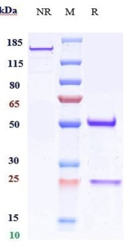 Invitrogen CD151 Biosimilar Recombinant Monoclonal Antibody 100 &mu;g;