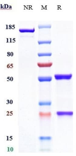 Invitrogen CD147 Biosimilar Recombinant Monoclonal Antibody:Antibodies:Primary