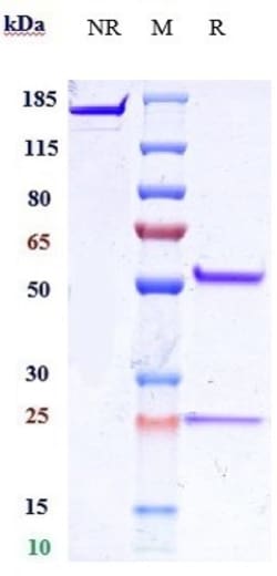 Invitrogen IL-25 Biosimilar Recombinant Monoclonal Antibody:Antibodies:Primary