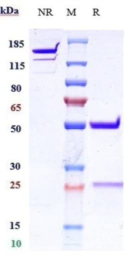 Invitrogen IFNA13 Biosimilar Recombinant Monoclonal Antibody 1 mg; Unconjugated:Antikörper
