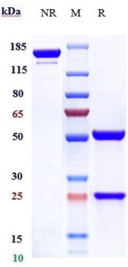Invitrogen beta Amyloid Biosimilar Recombinant Monoclonal Antibody 100