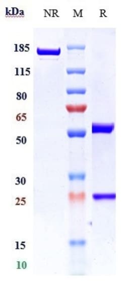Invitrogen TLR3 (CD283) Biosimilar Recombinant Monoclonal Antibody:Antibodies:Primary