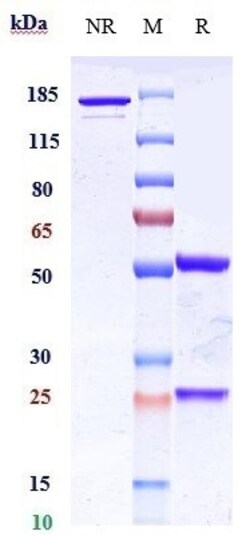 Invitrogen Cofetuzumab Recombinant Monoclonal Antibody 100 &mu;g; Unconjugated:Antikörper