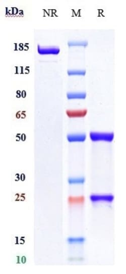 Invitrogen Coltuximab Recombinant Monoclonal Antibody:Antibodies:Primary