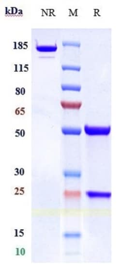 Invitrogen Concizumab Recombinant Monoclonal Antibody:Antibodies:Primary