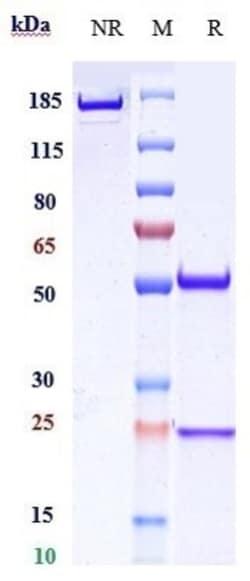 Invitrogen Ripertamab Recombinant Monoclonal Antibody:Antikörper:Primärantikörper