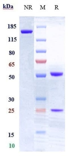 Invitrogen CD28 Biosimilar Recombinant Monoclonal Antibody:Antibodies:Primary