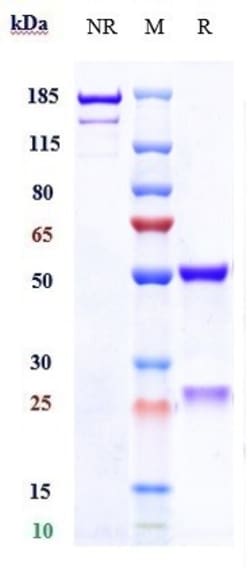 Invitrogen Galiximab Recombinant Monoclonal Antibody:Antibodies:Primary