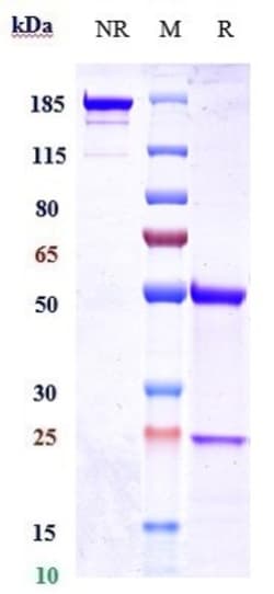 Invitrogen Coprelotamab Recombinant Monoclonal Antibody 100 &mu;g; Unconjugated:Antibodies,