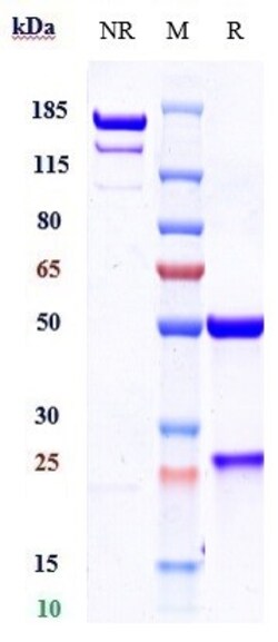 Invitrogen Cosibelimab Recombinant Monoclonal Antibody 100 &mu;g; Unconjugated:Antibodies,