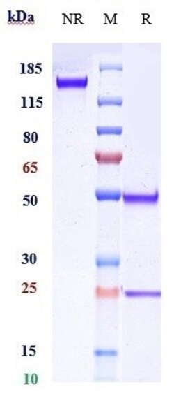 Invitrogen Crovalimab Recombinant Monoclonal Antibody 100 &mu;g; Unconjugated:Antibodies,