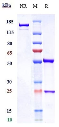 Invitrogen Visilizumab Recombinant Monoclonal Antibody 100 &mu;g; Unconjugated:Antibodies,