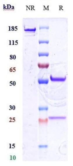 Invitrogen CD34 Biosimilar Recombinant Monoclonal Antibody:Antibodies:Primary