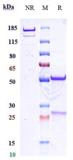 Invitrogen Felzartamab Recombinant Monoclonal Antibody 100 &mu;g; Unconjugated:Antikörper