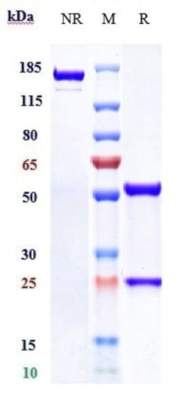 Invitrogen Isatuximab Recombinant Monoclonal Antibody:Antibodies:Primary