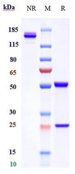 Invitrogen Tregalizumab Recombinant Monoclonal Antibody 1 mg; Unconjugated:Antibodies,