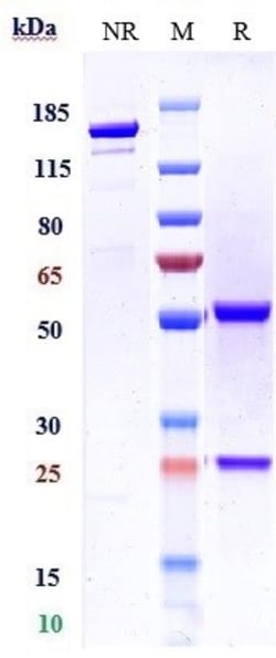 Invitrogen Divozilimab Recombinant Monoclonal Antibody:Antibodies:Primary