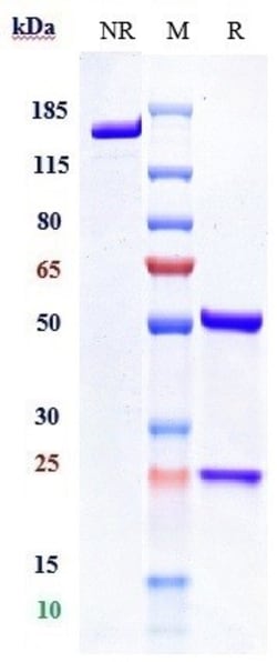 Invitrogen Letaplimab Recombinant Monoclonal Antibody 1 mg:Antibodies,
