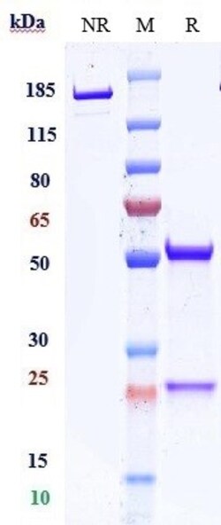 Invitrogen Ligufalimab Recombinant Monoclonal Antibody 100 &mu;g; Unconjugated:Antibodies,