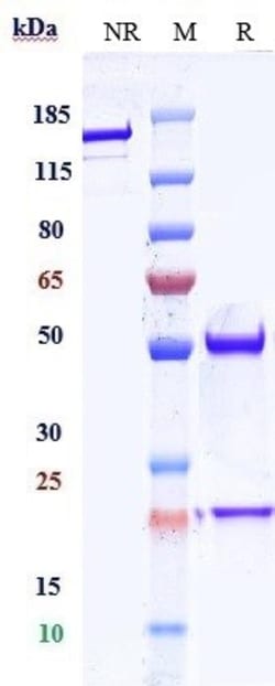 Invitrogen VEGF Biosimilar Recombinant Monoclonal Antibody 1 mg:Antibodies,
