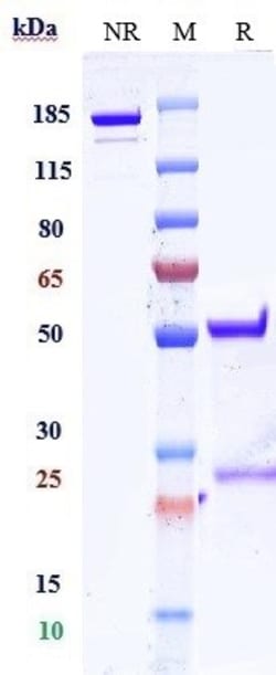 Invitrogen Folate Receptor alpha Biosimilar Recombinant Monoclonal Antibody