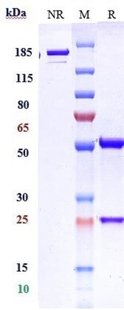 Invitrogen Domvanalimab Recombinant Monoclonal Antibody:Antibodies:Primary
