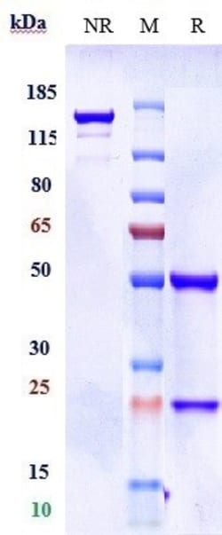 Invitrogen Donanemab Recombinant Monoclonal Antibody:Antibodies:Primary