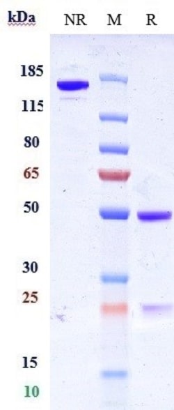 Invitrogen Grisnilimab Recombinant Monoclonal Antibody:Antibodies:Primary