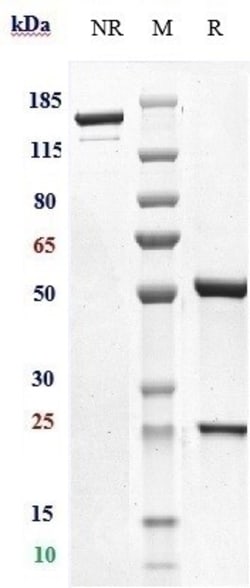Invitrogen Iladatuzumab Recombinant Monoclonal Antibody:Antibodies:Primary