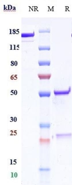 Invitrogen CD83 Biosimilar Recombinant Monoclonal Antibody:Antibodies:Primary