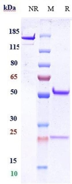 Invitrogen CD9 Biosimilar Recombinant Monoclonal Antibody:Antibodies:Primary
