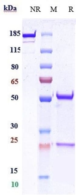 Invitrogen E-cadherin Biosimilar Recombinant Monoclonal Antibody 100 &mu;g;