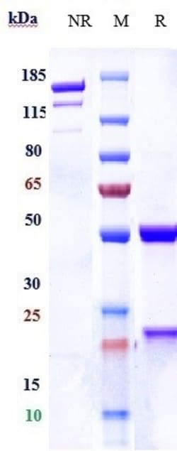 Invitrogen P-cadherin Biosimilar Recombinant Monoclonal Antibody 100 &mu;g;