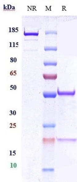 Invitrogen CD66a (CEACAM1) Biosimilar Recombinant Monoclonal Antibody 100