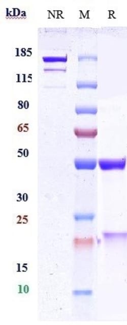 Invitrogen Ebronucimab Recombinant Monoclonal Antibody 100 &mu;g; Unconjugated:Antibodies,