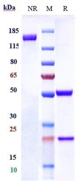 Invitrogen Tinurilimab Recombinant Monoclonal Antibody:Antikörper:Primärantikörper