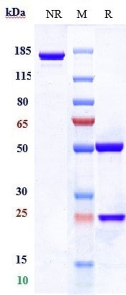 Invitrogen Clathrin Heavy Chain Biosimilar Recombinant Monoclonal Antibody:Anticorps:Anticorps