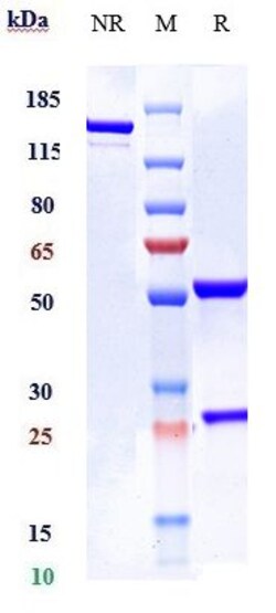 Invitrogen Elsilimomab Recombinant Monoclonal Antibody 100 &mu;g:Antibodies,